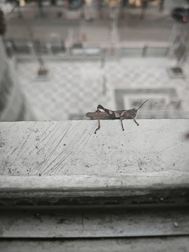 Xenocatantops brachycerus