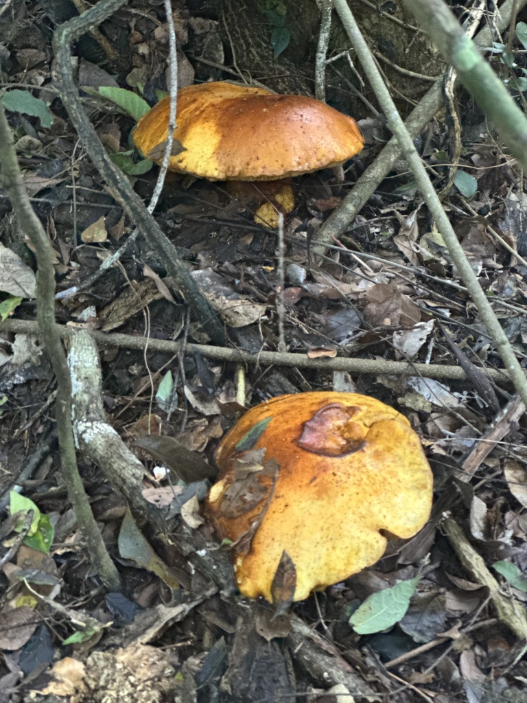 Fomitopsis hartmannii · March 2025 · photo: © calebcatto (iNaturalist, cc-by)