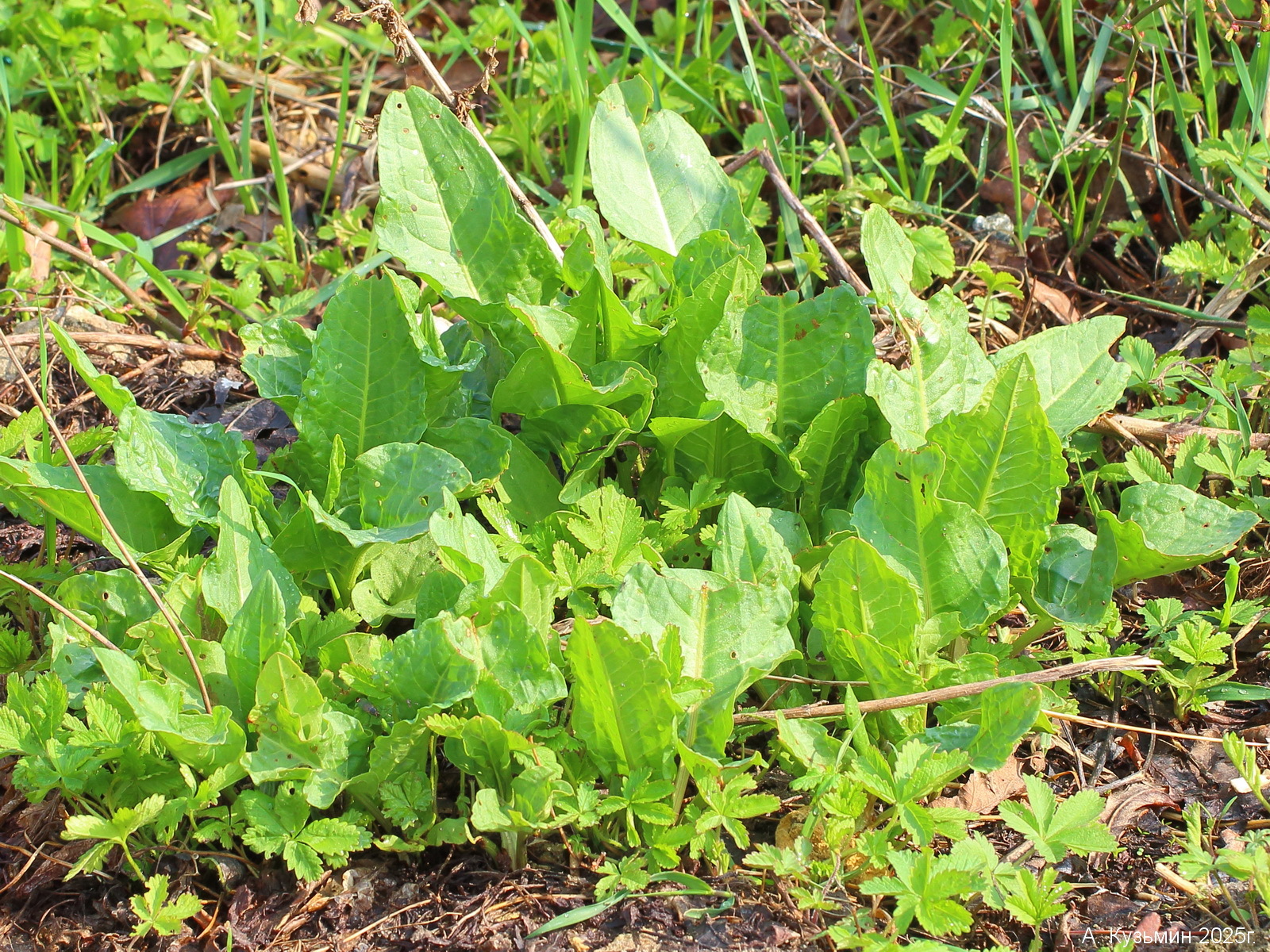 Щавель Водный (Rumex aquaticus)
