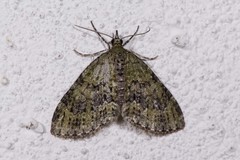 Acasis viretata