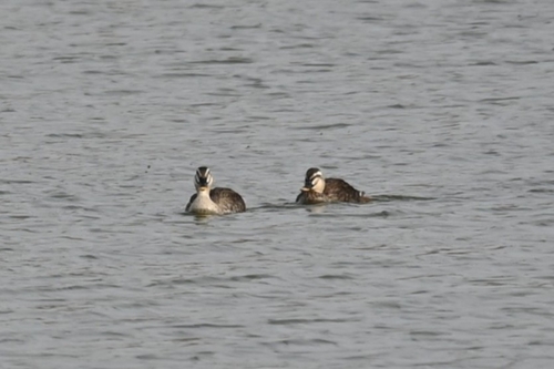 Eastern Spot-billed Duck