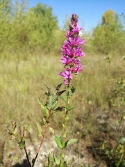 Lythrum salicaria