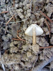 Mycena plumipes