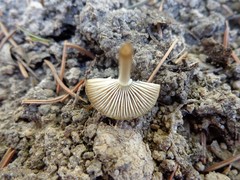 Mycena plumipes