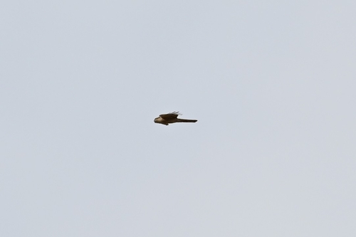 Eurasian Sparrowhawk