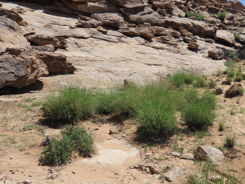 Image of Panicum arbusculum by no rights reserved