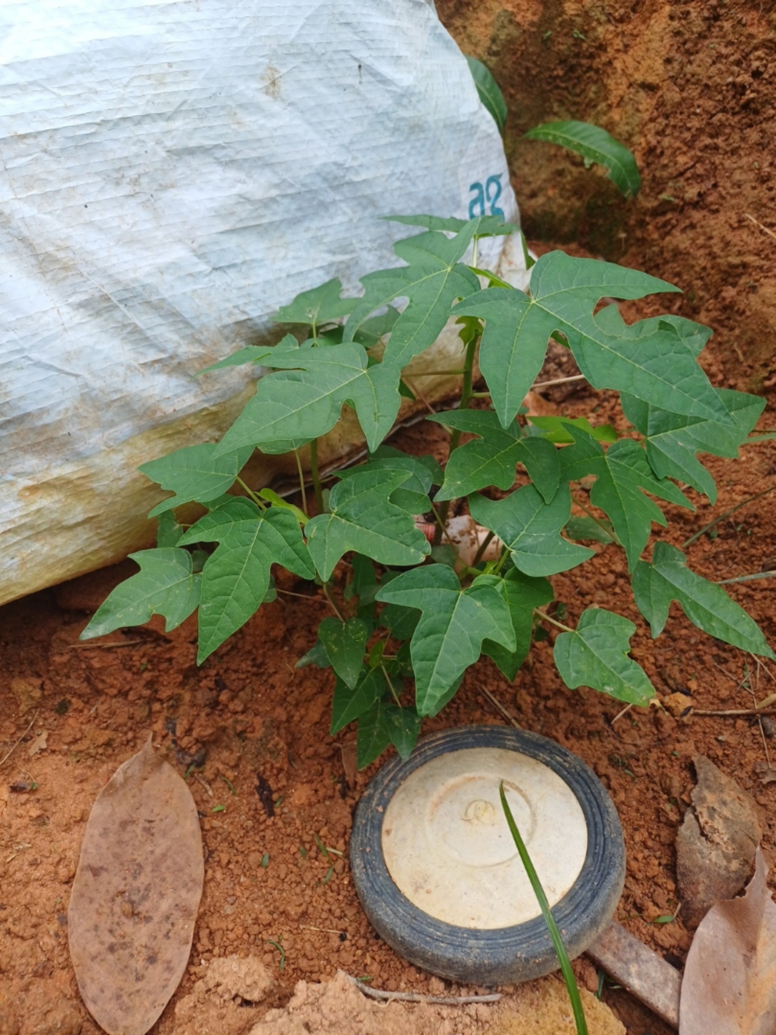 Carica papaya