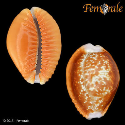 Honey Cowry