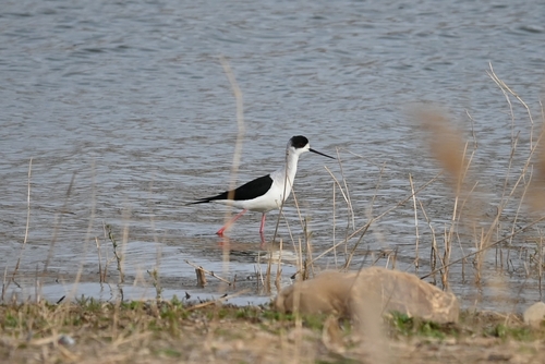 Black-winged Stilt