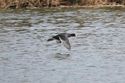 Eurasian Coot