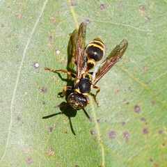 Ropalidia socialistica