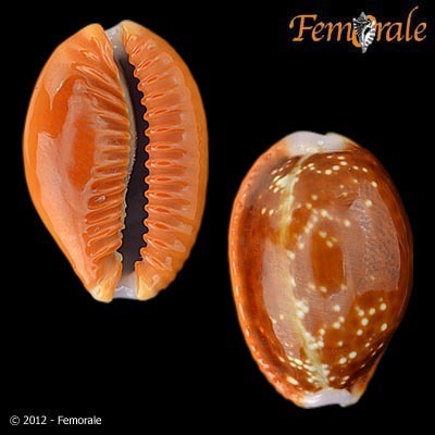 Honey Cowry