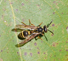 Ropalidia socialistica