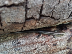 Marisora aquilonaria