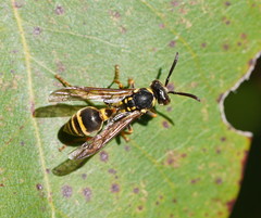 Ropalidia socialistica