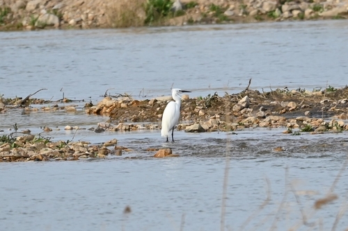 Little Egret