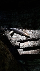 Marisora aquilonaria