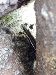 Marisora aquilonaria