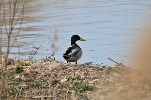 Mallard
