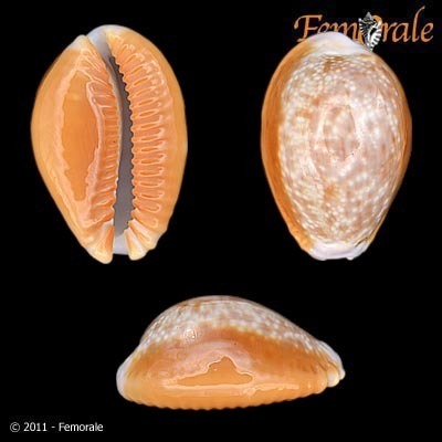 Honey Cowry
