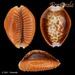 Honey Cowry - Photo (c) Femorale, some rights reserved (CC BY-NC)