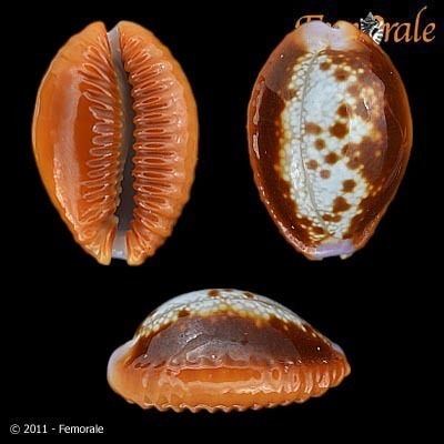 Honey Cowry