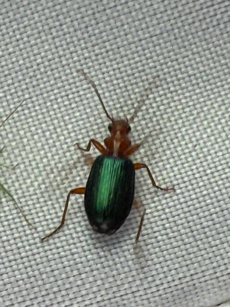 Tecnophilus pilatei