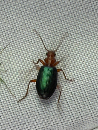 Tecnophilus pilatei