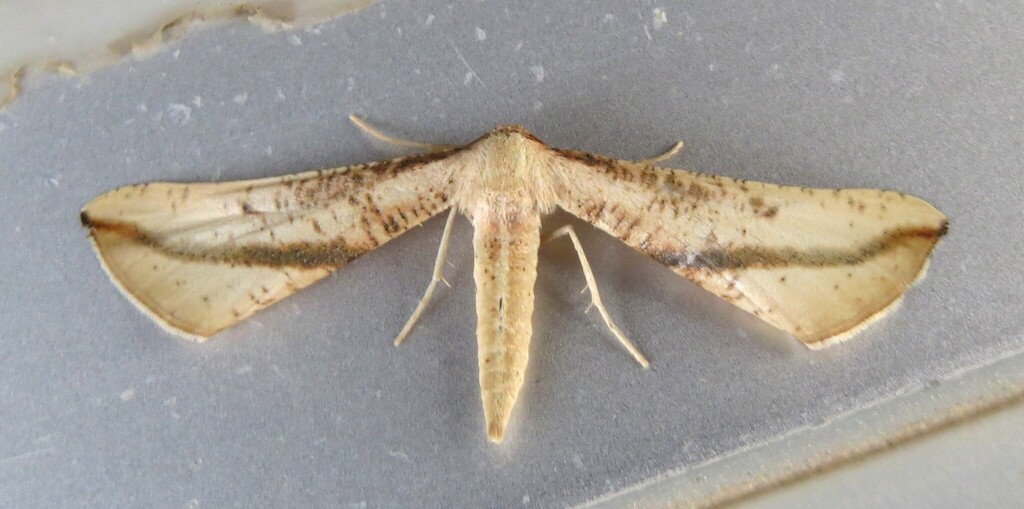 Hebdomophruda curvilinea