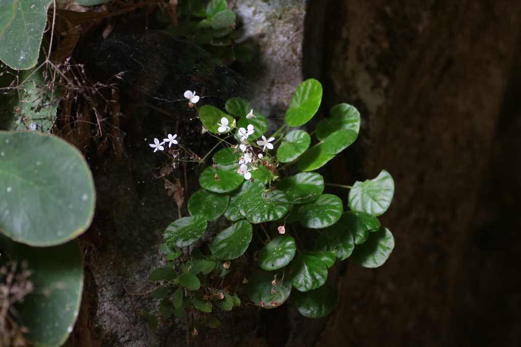Begonia speluncae