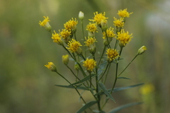 Galatella biflora