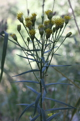Galatella biflora