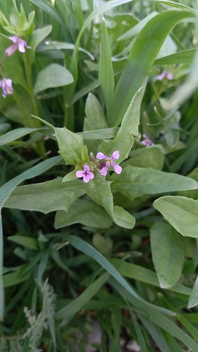 crossflower