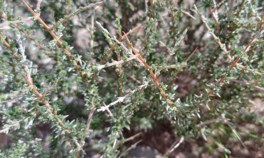 Eriocephalus decussatus