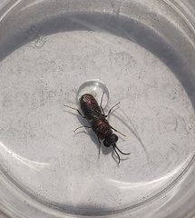 Spintharina versicolor