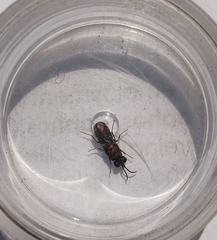 Spintharina versicolor