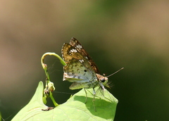 Caprona ransonnettii
