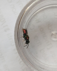 Spintharina versicolor