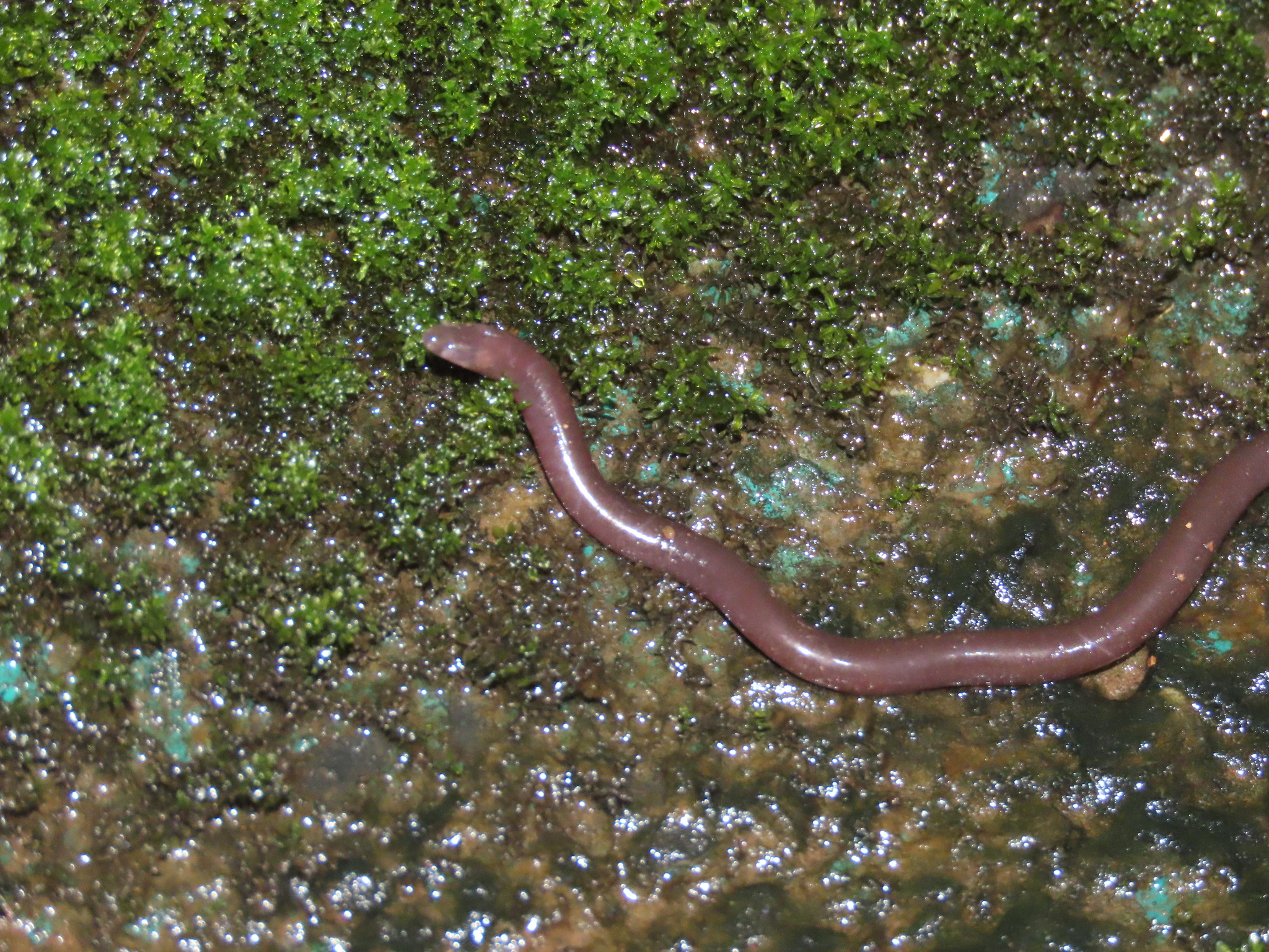 Battersby's Caecilian photo 2