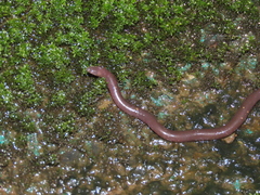 Battersby's Caecilian photo 1