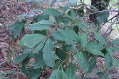 Quercus scytophylla