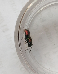 Spintharina versicolor