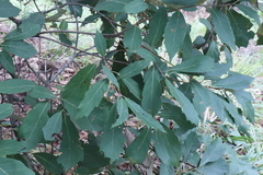 Quercus scytophylla