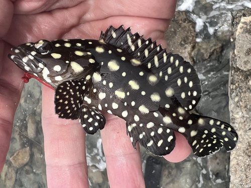 Edgeblack grouper (Epinephelus summana) — Serranidae — 3