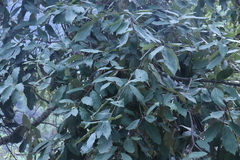 Quercus scytophylla