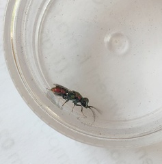 Spintharina versicolor