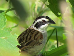 Stripe-Headed Sparrow photo 3