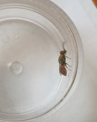 Spintharina versicolor