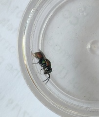 Spintharina versicolor