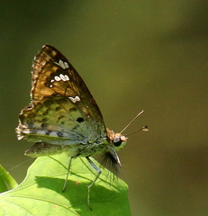 Caprona ransonnettii